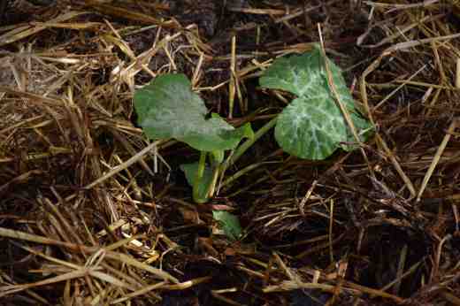 Pumpkins planted out and watered well