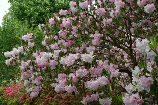 'Venus' showing habit and the captivating beauty of the whole plant