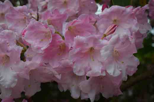rhodo loderi venus2