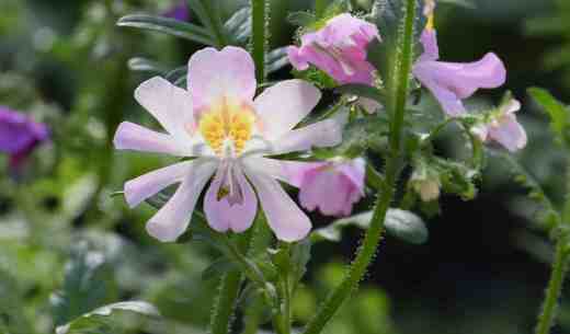 schizanthus fls4