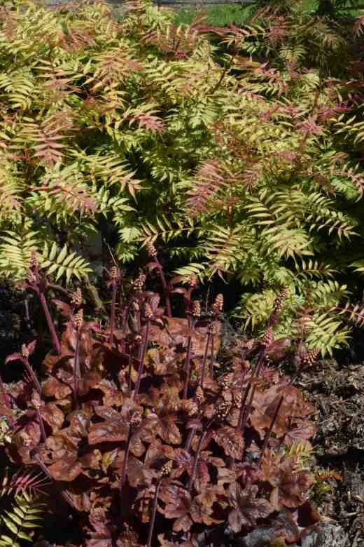 Sorbaria 'Sem' and x Heucherella 'Brass Lantern'