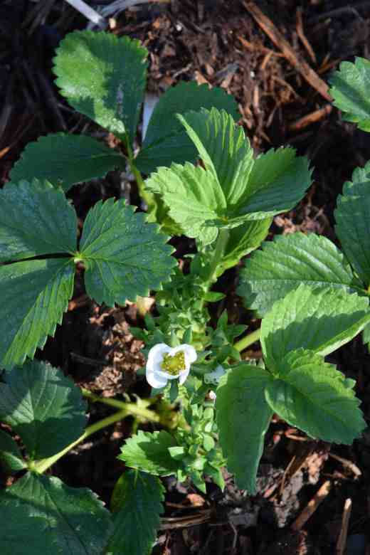 After their mulch of well-rotted leaves the strawberry plants are making a bit more effort. They are still not great for two-year old plants but they at least look healthy and are starting to bloom. I am sure the blackbirds are getting excited