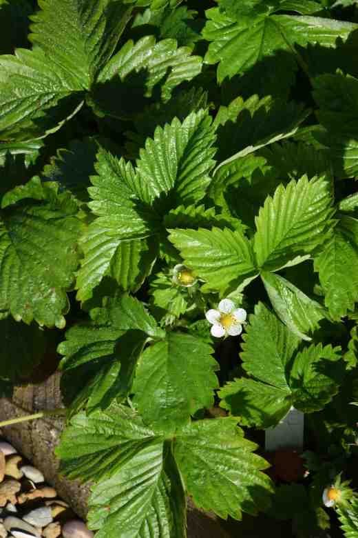 strawbery scarlet wonder