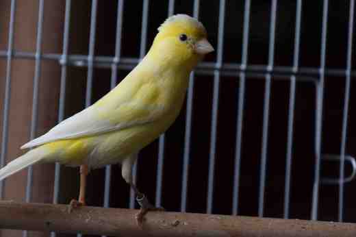 'It wasn't me - honest. I have yellow wings'