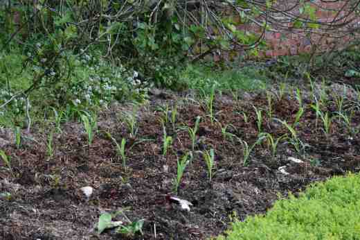 Planted out in blocks