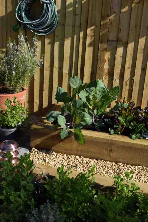 Part of the Edible Garden