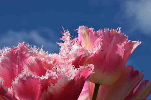 tulips queensland and huis ten bosch