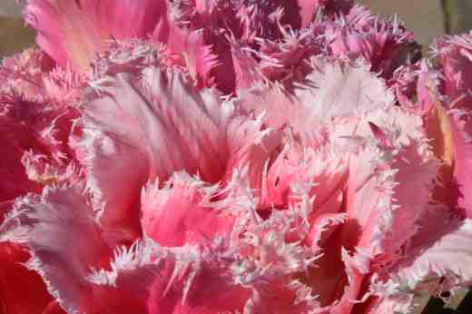 tulips queensland and huis ten bosch2