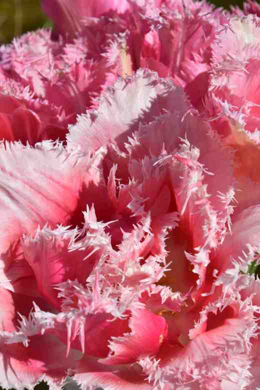 tulips queensland and huis ten bosch3