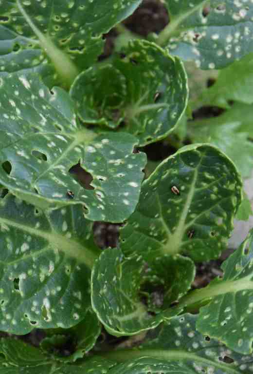 flea beetles