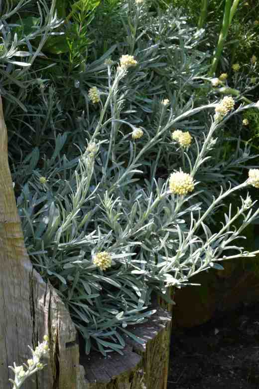 A silvery avalanche of helichrysum basks in the sun. I think this is H. 'White Barn'. 