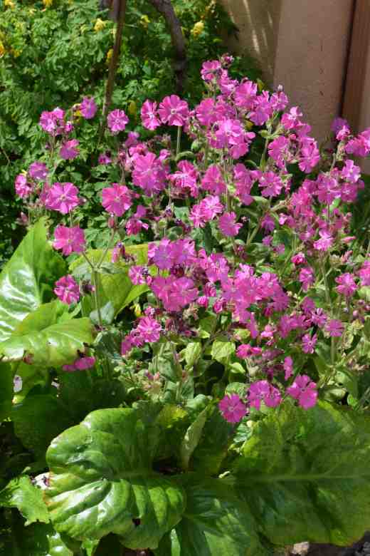 How inspired is this! A common silene tucked behind a bergenia gives the evergreen a second season of colour - even better than the first