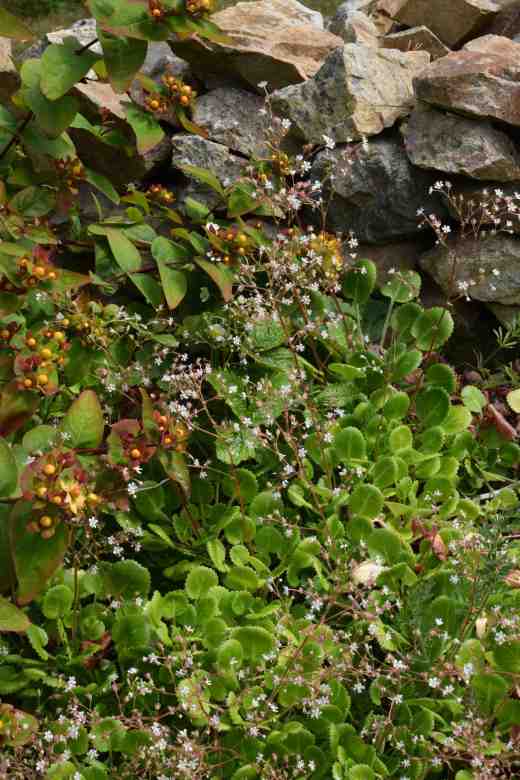 Happy neighbours - London's pride and hypericum