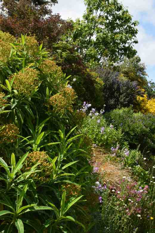 I shall miss Euphorbia mellifera when I return to the UK - it is ubiquitous in Ireland