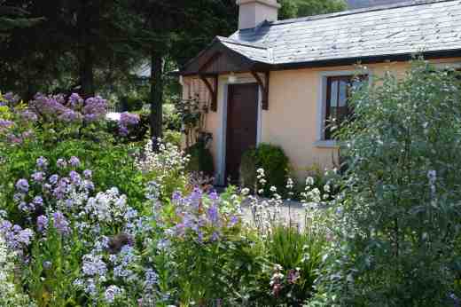 Sweet hesperis frames the cottage