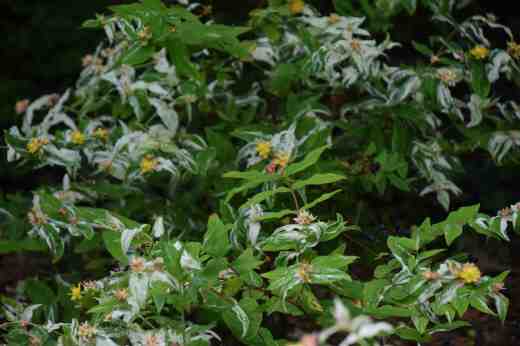 hypericum and glad brab4