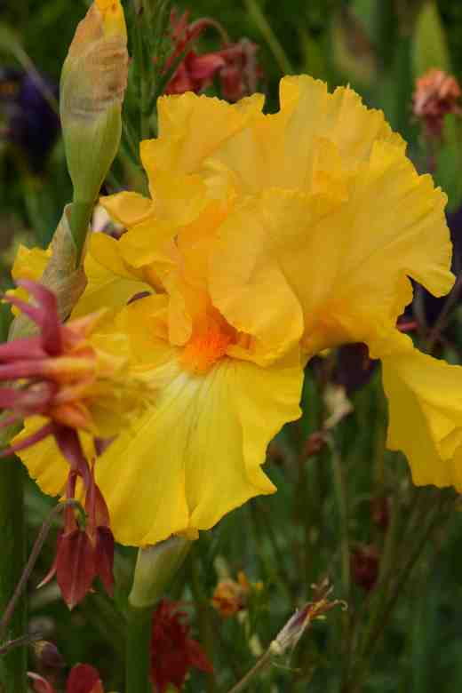 iris amplified j ghio 1999