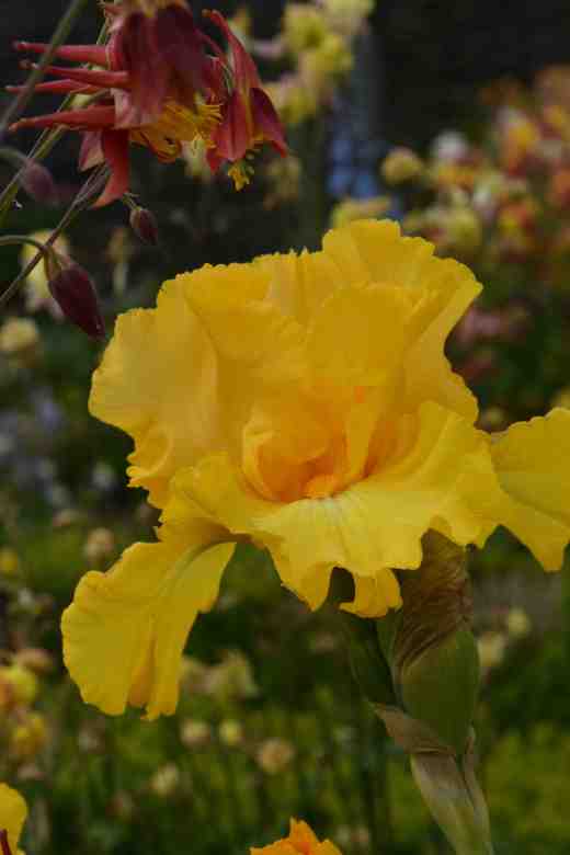 iris amplified j ghio 19992