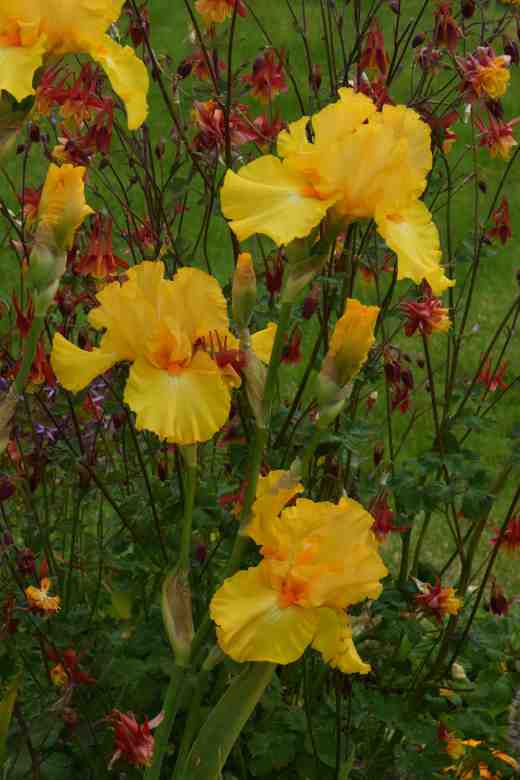 iris amplified j ghio 19993