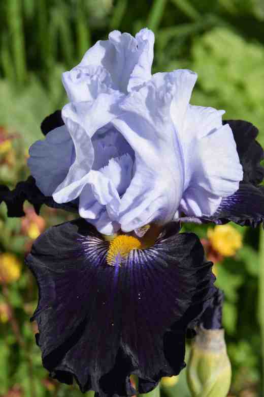 iris piste noir