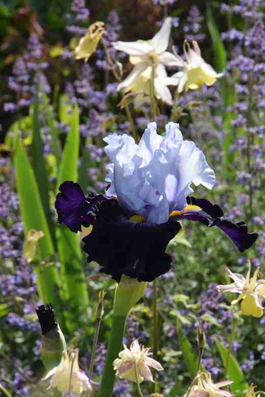 iris piste noir3