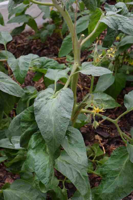 janets jacinthe jewel june 15