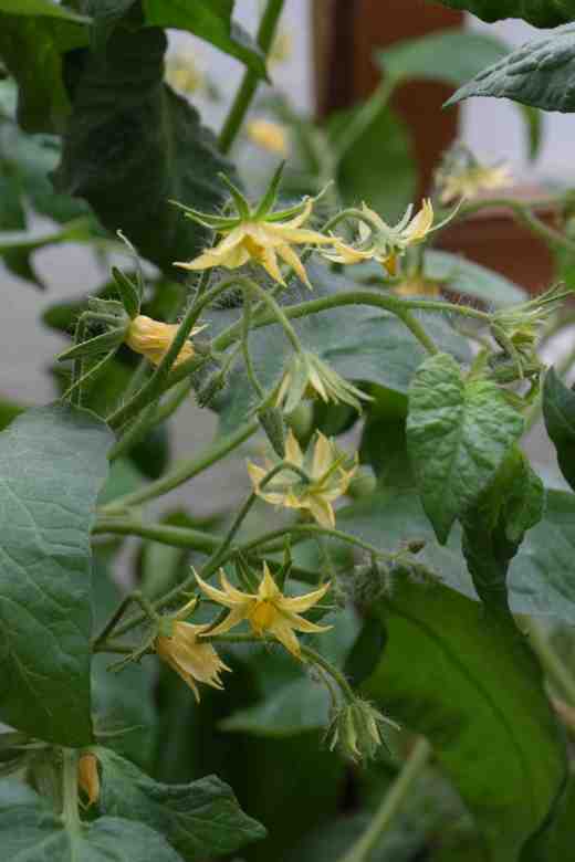 You can tell if a plant is going to have large fuits by the flowers. Instead of the usual starry flowers with five petals the flowers are almost double with lots of petals. Do not expect every flower in the truss to make a fruit. Usually only three to five flowers 'sets' but when the fruits weight 500g or more that is still a lot for the plants to support