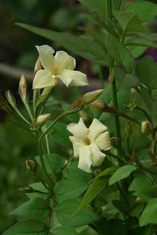 jasmine clotted