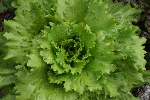 let mortons secret mix8