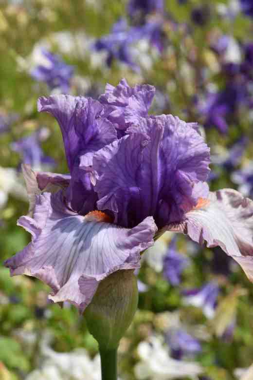 mod wom tom johnson 05 copy