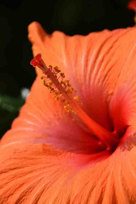 orange hibiscus