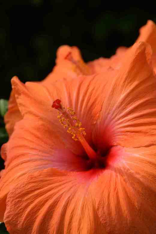 orange hibiscus2