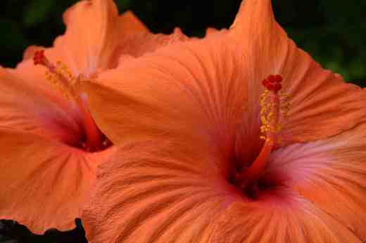 orange hibiscus3