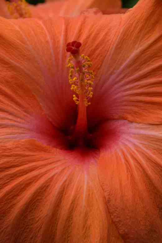 orange hibiscus4