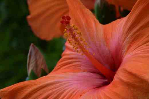 orange hibiscus6