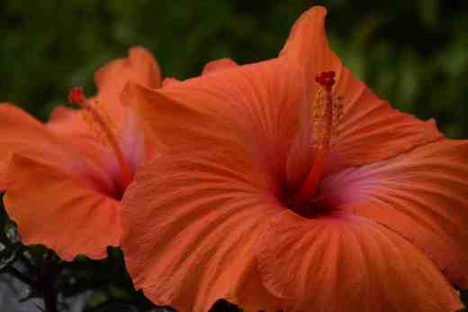 orange hibiscus7