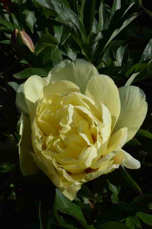 peony bartzella3