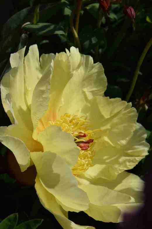 peony sequestered sun