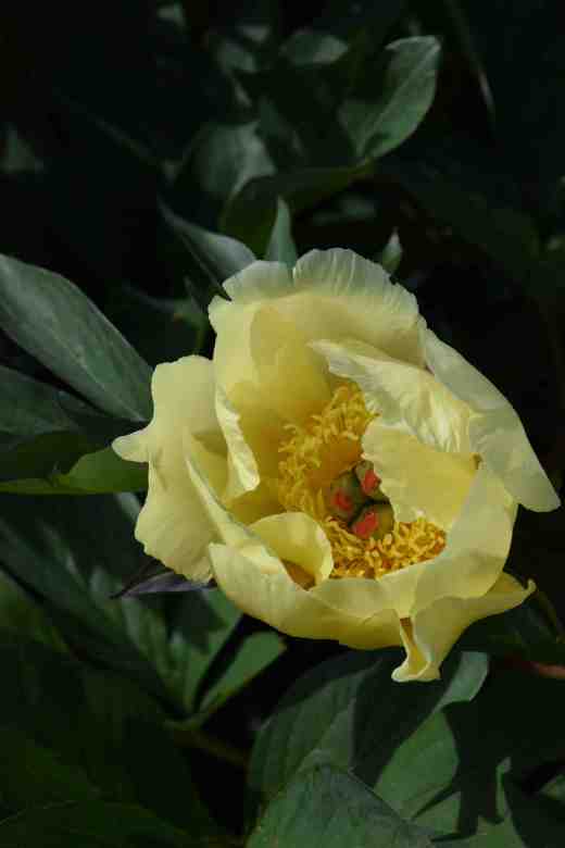 peony sequestered sun2
