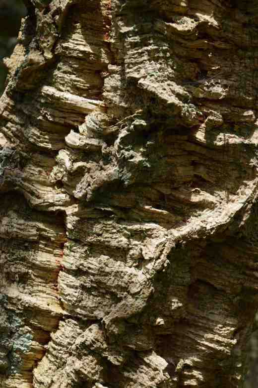 quercus suber2