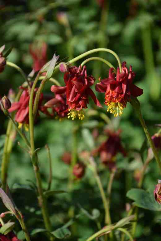 red aquilegias