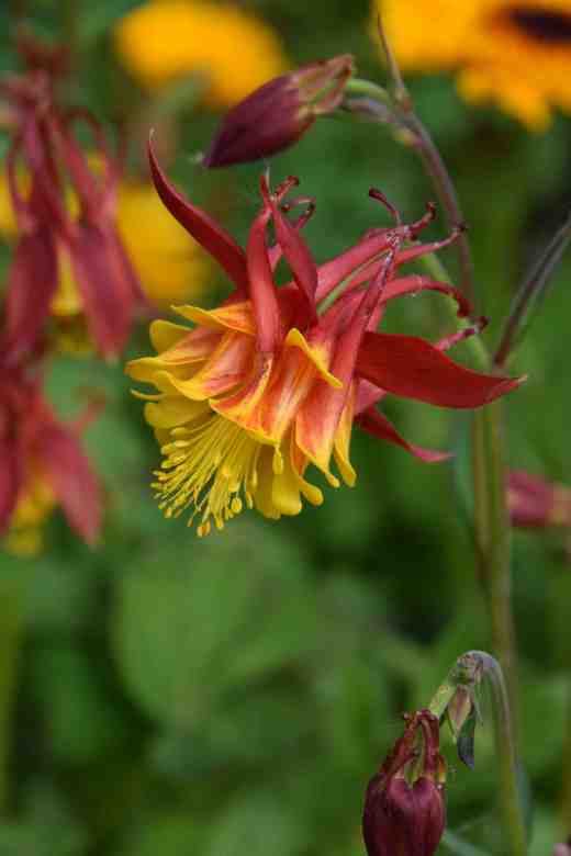 red aquilegias3