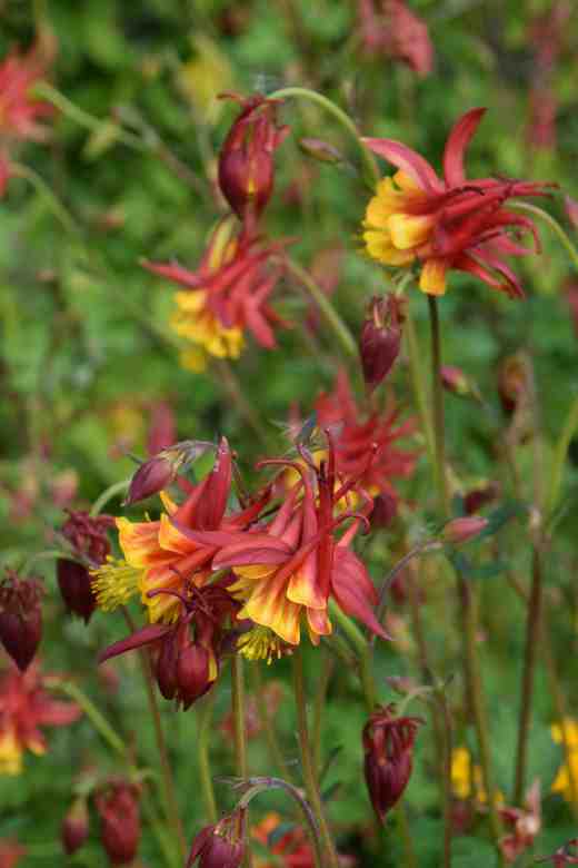red aquilegias4