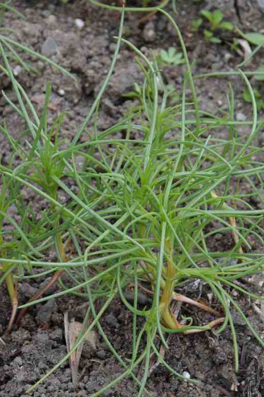 salsola june