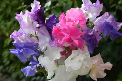 sweet peas june 152