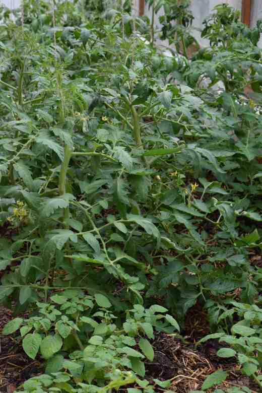 A general view of the plants