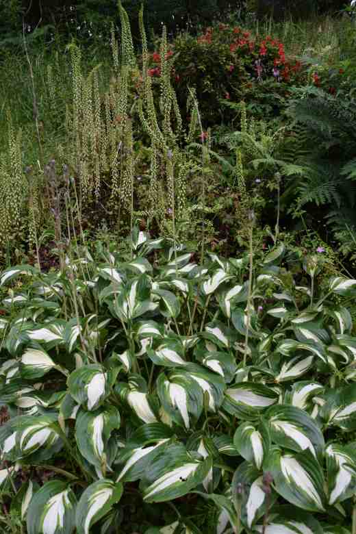 An unusual but effective combination with hostas