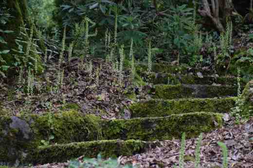 Umbilicus rupestris8