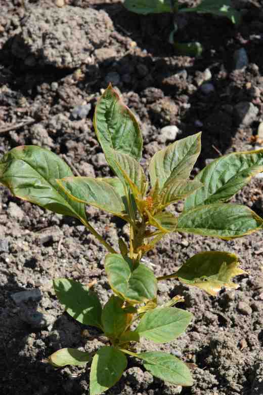 Perhaps the biggest worry is the amaranths that were planned to be spectacular. But, perhaps because of a combination of cold and drought, they have started to flower at just 15cm high. I am watering now but I fear it is too late 
