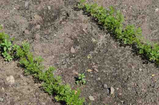First - the carrots. I was really hoping for a good crop this year after the dismal crop last year. I am sure that the cold, windy weather of May, that dried out the ground and gave us weeks of really cold nights, has kept these at the 'microgreens' stage. I was so positive when I sowed in April - i even bought the garlic to make the garlic spray I was going to use to keep the carrot fly at bay! Perhaps that was my mistake! Things are moving now but so so late.
